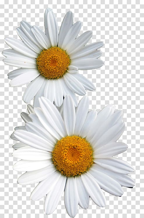 Common daisy Flower Oxeye daisy, apple flowers transparent background PNG clipart