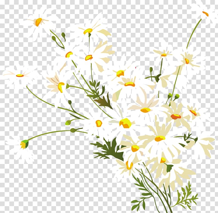 Chamomile Common daisy Oxeye daisy , chamomile transparent background PNG clipart