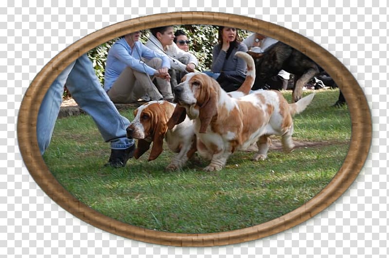 Sussex Spaniel Basset Hound Dog breed, basset hound transparent background PNG clipart