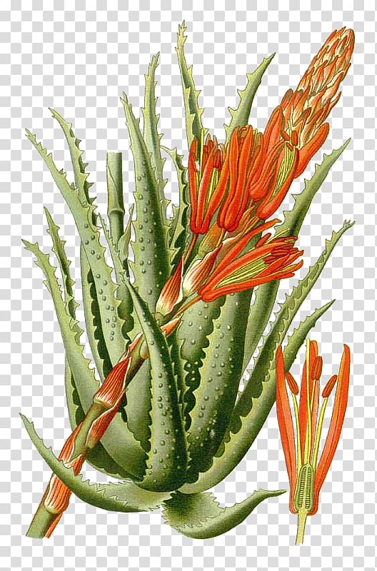 Aloe arborescens Aloe vera Favourite Flowers of Garden and Greenhouse Succulent plant Botany, aloe transparent background PNG clipart