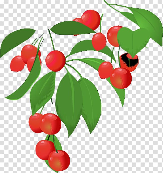 Lingonberry Barbados Cherry Family, Cherry transparent background PNG clipart