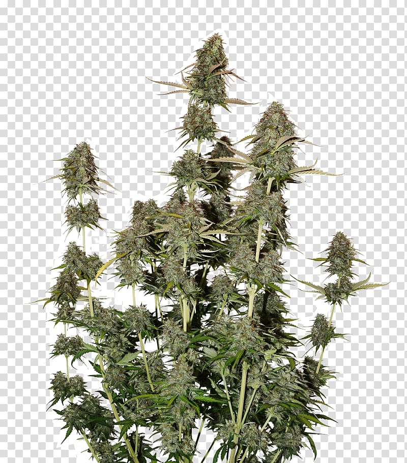 Autoflowering cannabis Cannabis sativa Seed Cannabis cultivation Feminized cannabis, auto repair plant transparent background PNG clipart