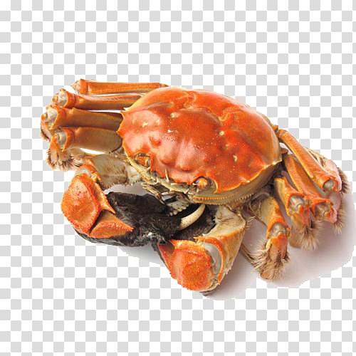 Yangcheng Lake Panjin Chinese mitten crab Snow crab, Wild crab transparent background PNG clipart
