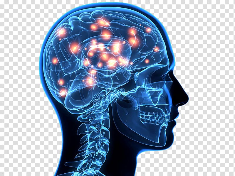 human brain illustration, Blue Brain Project Human brain Cognitive training Neuron, The brain of the human brain transparent background PNG clipart