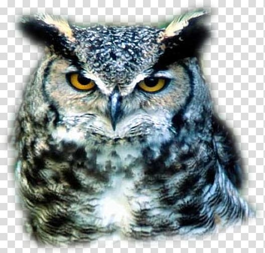 Great Grey Owl Bird Hantaoma Malombra, 50cent transparent background PNG clipart