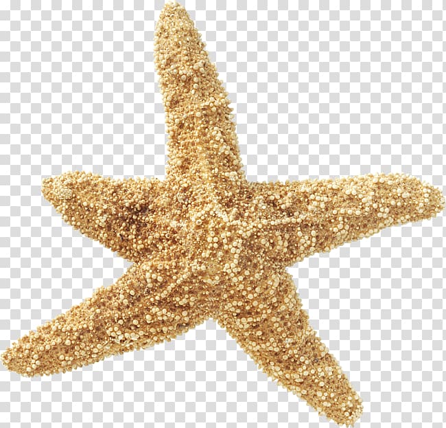 Starfish Sea Echinoderm Invertebrate, starfish transparent background PNG clipart