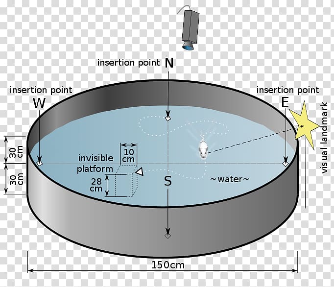 Rat Morris water navigation task Radial arm maze Water maze, surface water transparent background PNG clipart