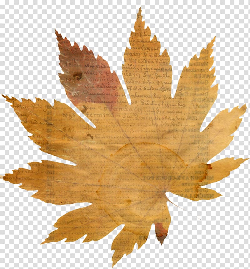 Autumn Leaves Maple leaf, autumn leaves transparent background PNG clipart