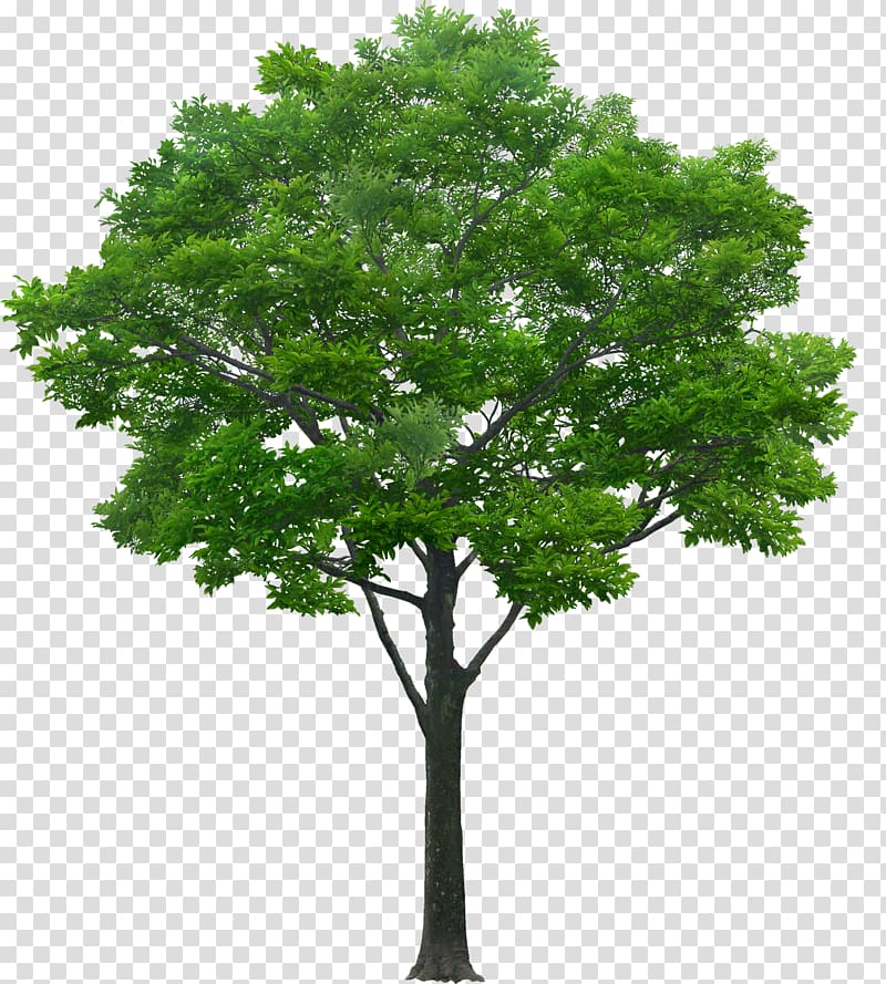 Tree Southern magnolia Oak Pine, tree transparent background PNG clipart