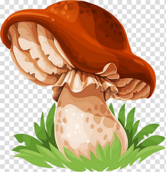 Edible mushroom Drawing Mushroom festival Fungus, mushroom transparent background PNG clipart