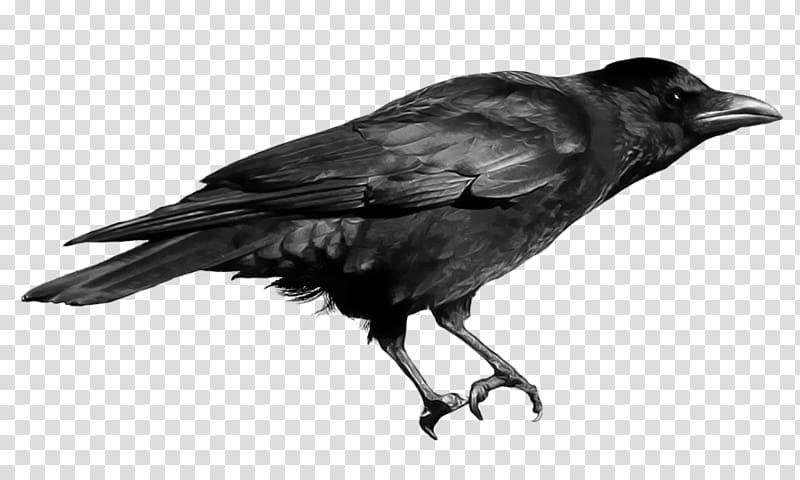 Crows , Crow transparent background PNG clipart