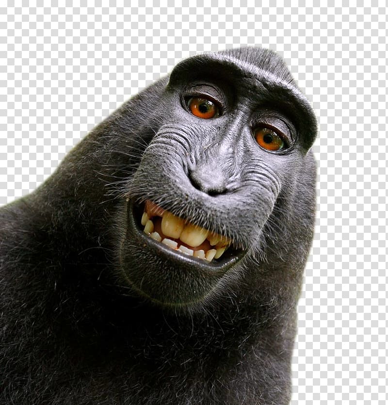 Celebes crested macaque Monkey selfie grapher People for the Ethical Treatment of Animals, funny transparent background PNG clipart