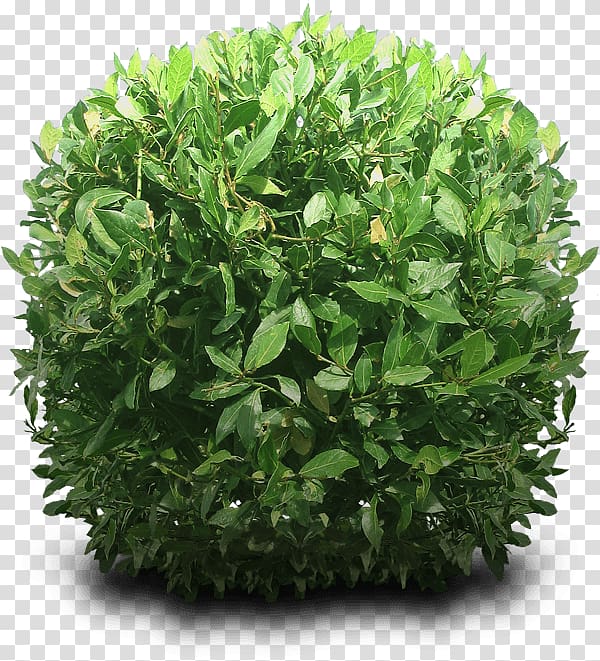 green leaves, Bush Round transparent background PNG clipart