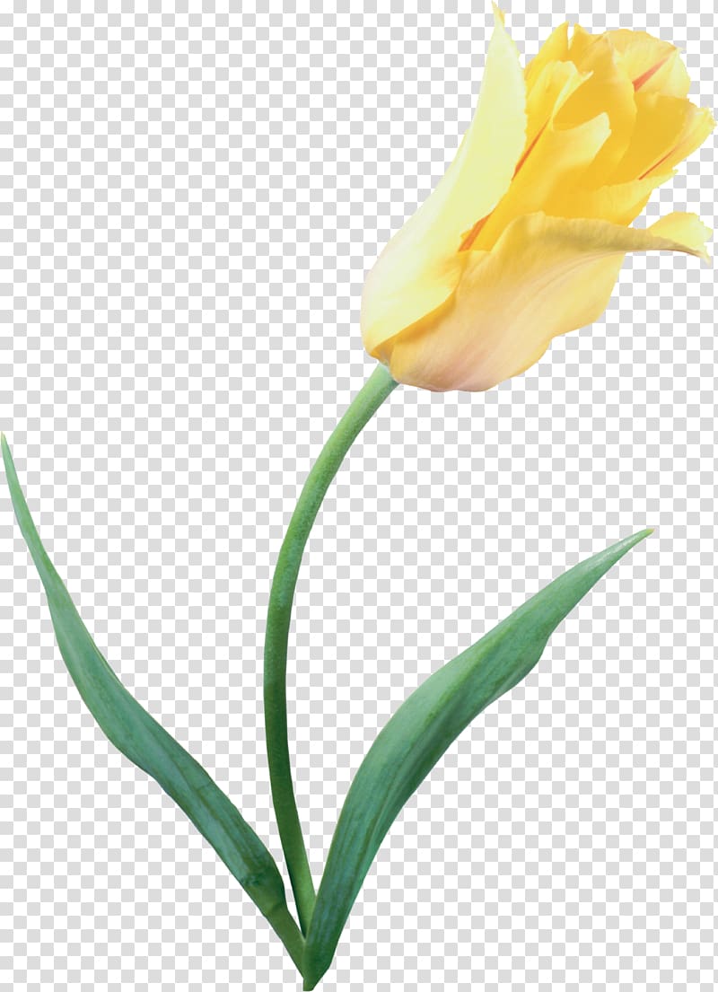 The Tulip: The Story of a Flower That Has Made Men Mad Yellow Tulipa clusiana, tulip transparent background PNG clipart