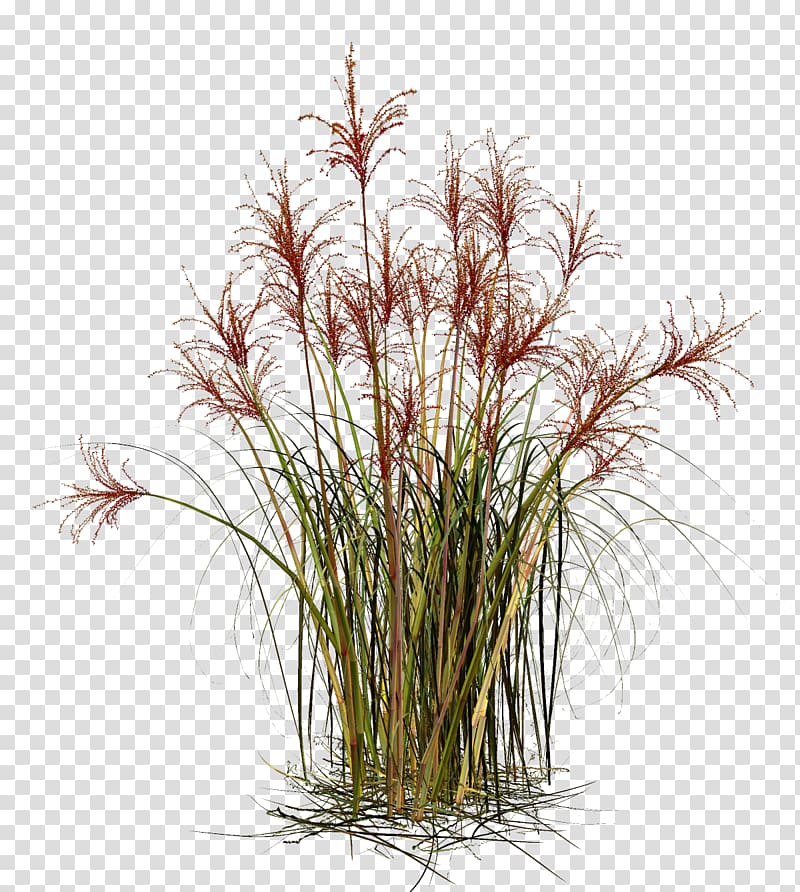green and purple plant illustration, Grasses Straw Material, grass transparent background PNG clipart