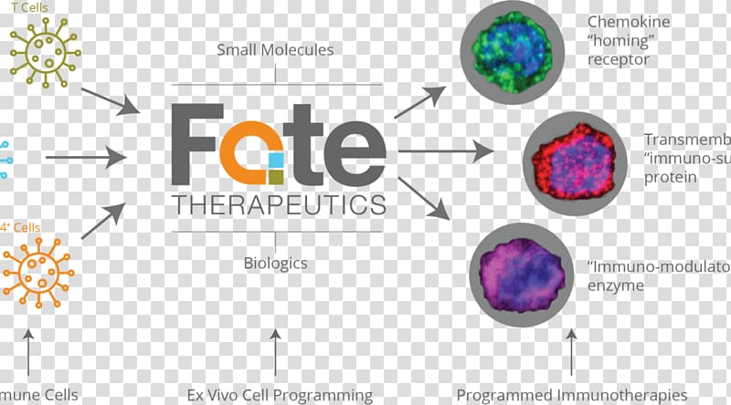 Cell Fate Therapeutics Function Biology, Programmed Cell Death Protein 1 transparent background PNG clipart