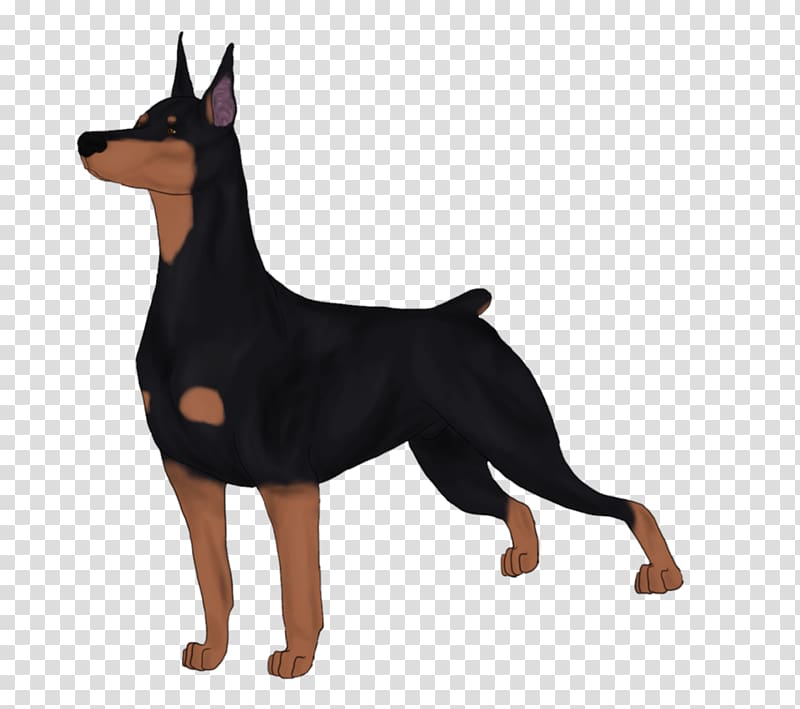 Lancashire Heeler Dobermann German Pinscher Miniature Pinscher Manchester Terrier, others transparent background PNG clipart