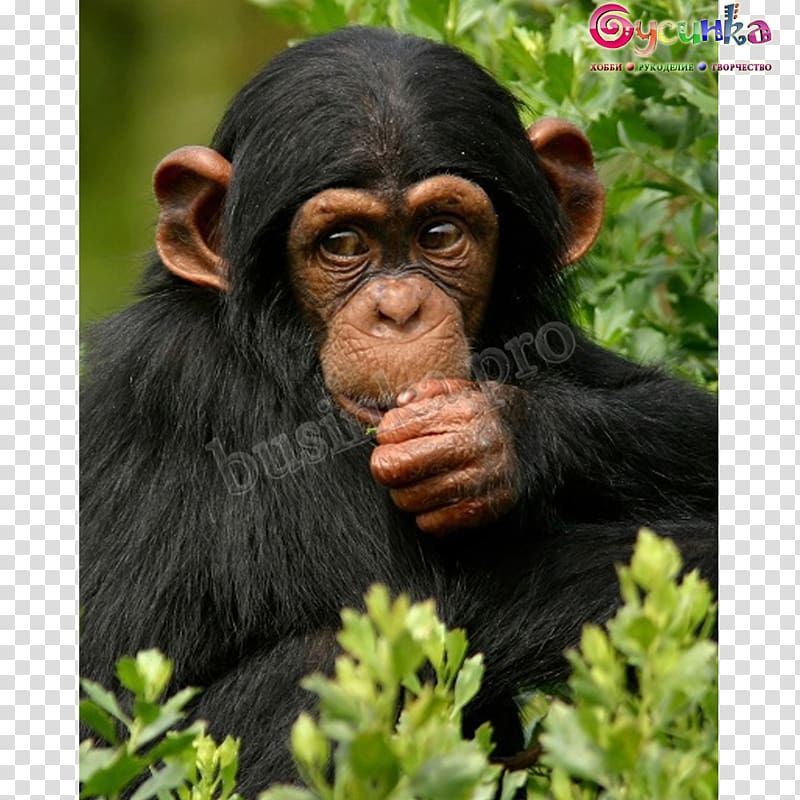 Ngamba Island Chimpanzee Sanctuary Bwindi Impenetrable National Park Gorilla Kibale National Park, chimpanzee transparent background PNG clipart