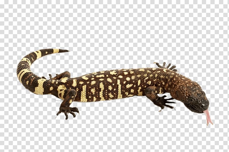 brown and white gecko, Mexican Beaded Lizard transparent background PNG clipart