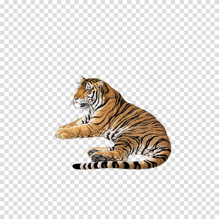 Perth Mint Bengal tiger Siberian Tiger Cat Sumatran tiger, Tiger tummy transparent background PNG clipart