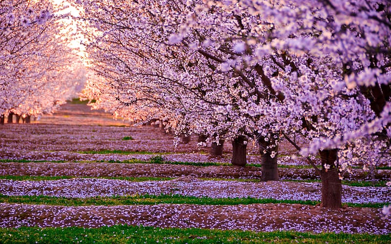 Japan National Cherry Blossom Festival, Cherry Blossom transparent background PNG clipart
