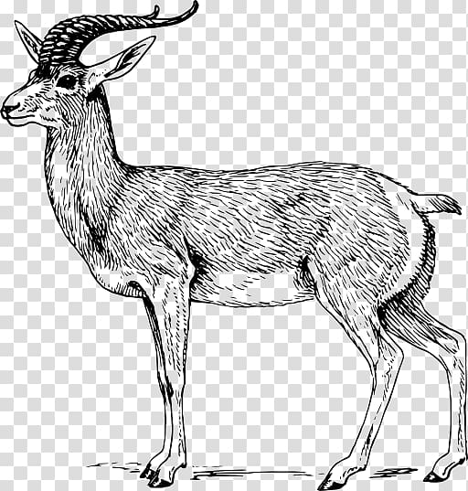 A Pronghorn Antelope A Pronghorn Antelope Drawing , white goat transparent background PNG clipart