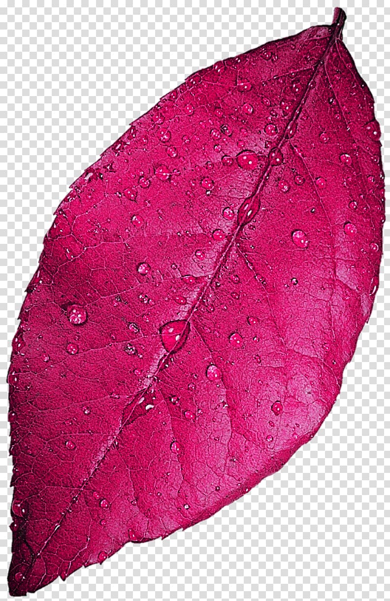 Leaf Magenta Red dahlia Succulent plant, Leaf transparent background PNG clipart