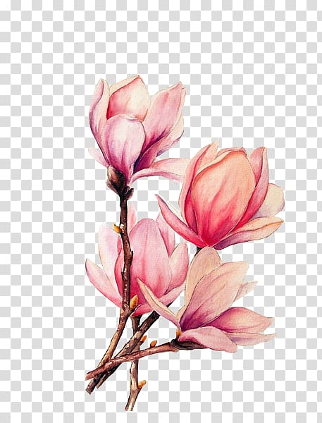 pink petaled flower illustration, Watercolor painting Tattoo Drawing Magnolia, lotus transparent background PNG clipart