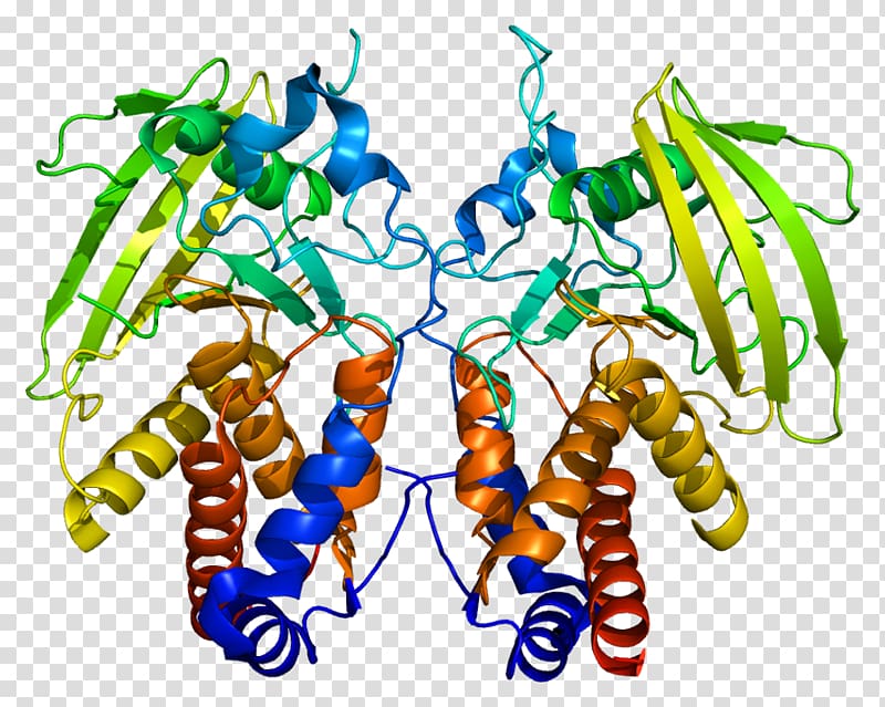 Protein Data Bank Protein phosphatase Gene Nephrin, others transparent background PNG clipart