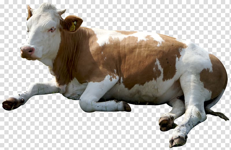white and brown cow, Cattle , Cow Sitting transparent background PNG clipart