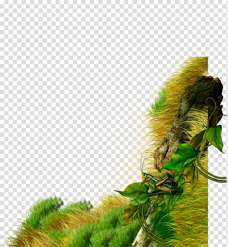 Insect , Insects on the grass transparent background PNG clipart
