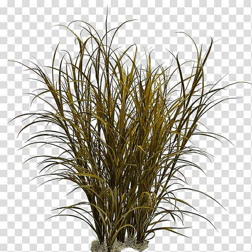 green grass, Ornamental grass Fountain grass Pennisetum alopecuroides, grass transparent background PNG clipart