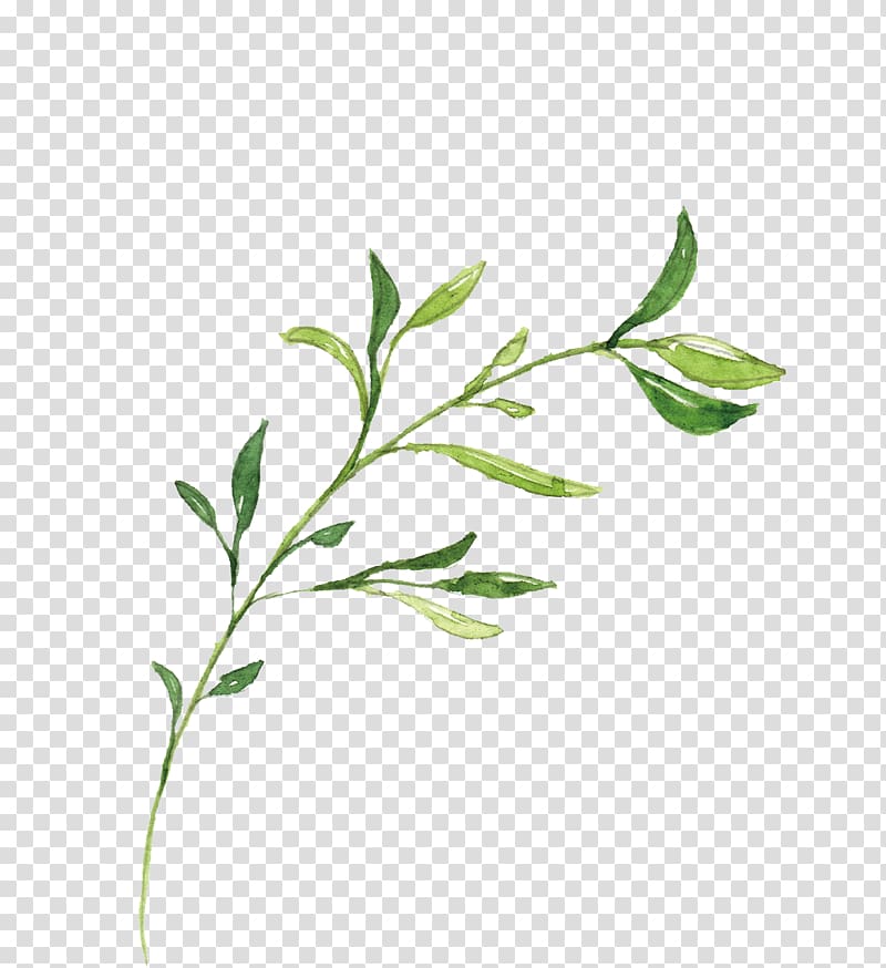 Hand-drawn illustration leaves transparent background PNG clipart