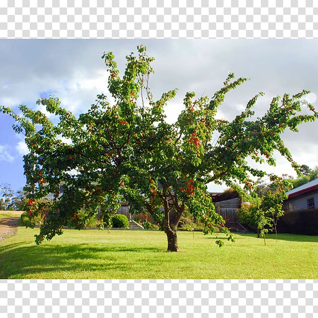 Prunus mandshurica Apricot kernel Fruit tree, apricot transparent background PNG clipart