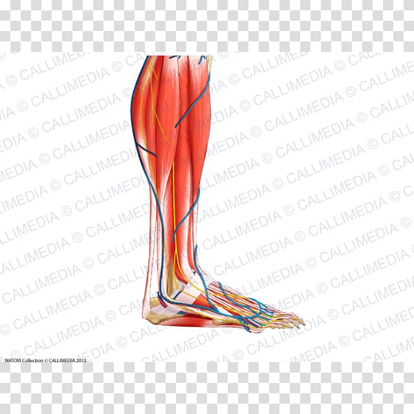 Calf Nerve Human leg Crus Lateral compartment of leg, superficial temporal nerve transparent background PNG clipart