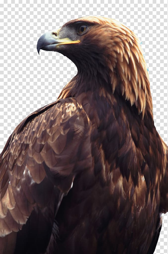 Falconiformes Golden eagle Flight Bird of prey, eagle transparent background PNG clipart