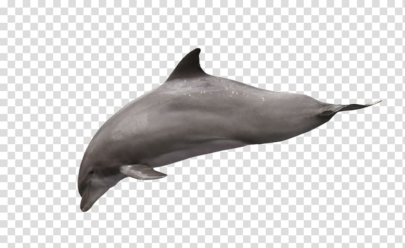 gray dolphin, Dolphin Diving transparent background PNG clipart