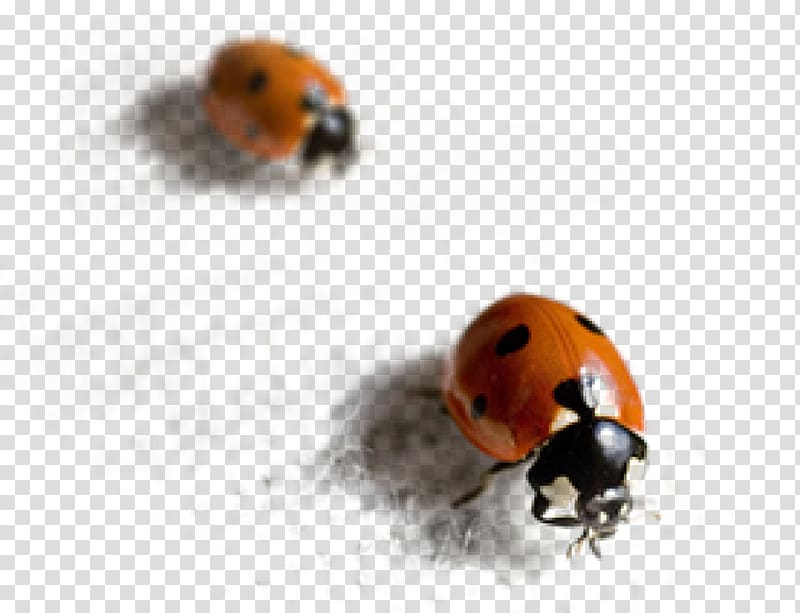 Ladybird beetle Ground beetle Lyctinae Pest, beetle transparent background PNG clipart
