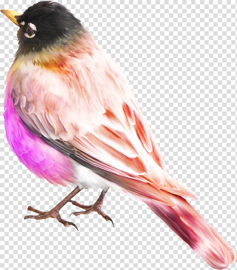 Bird Sparrow, sparrow transparent background PNG clipart