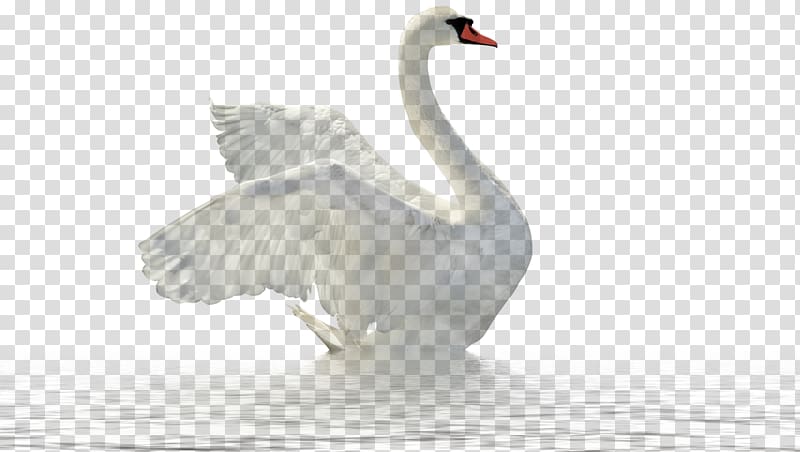 Swan transparent background PNG clipart
