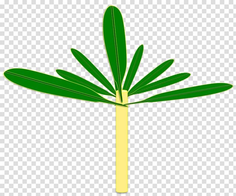 Plant stem Banana Tree Corm, banana leaves transparent background PNG clipart