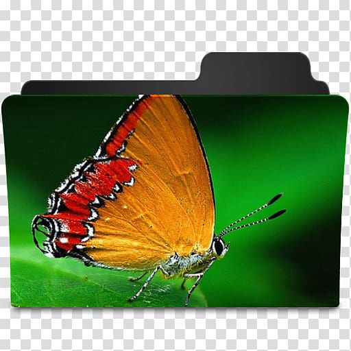 Monarch butterfly Computer Icons Pieridae Gossamer-winged butterflies, butterfly transparent background PNG clipart