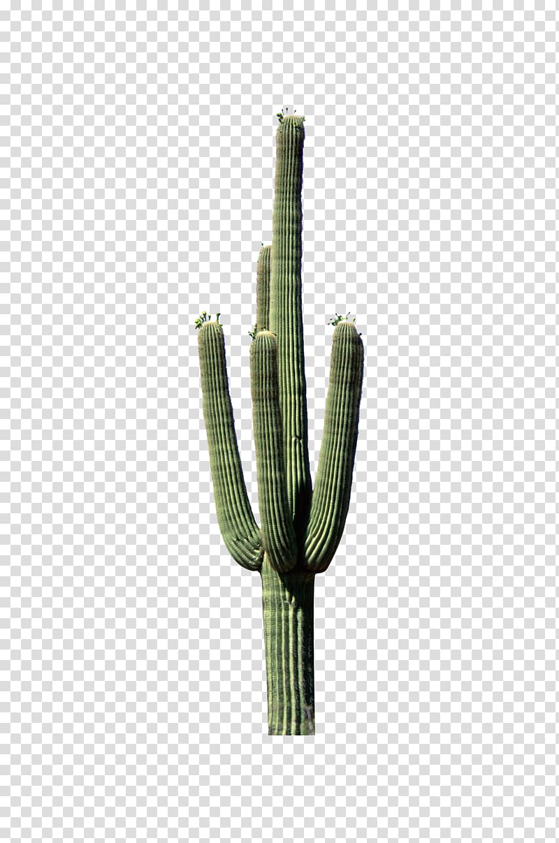 green cactus , Cactaceae Plant stem, Green cactus stands transparent background PNG clipart