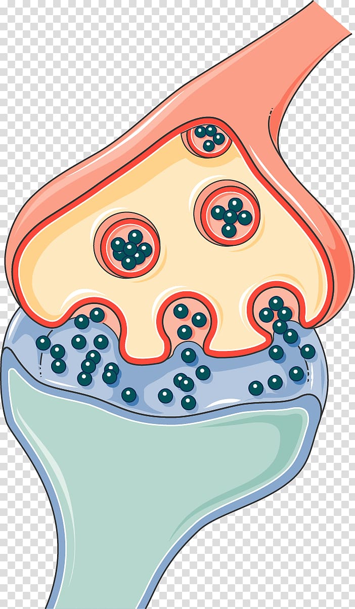 Synapse Neurology Medicine Spinal cord, Cooky transparent background PNG clipart