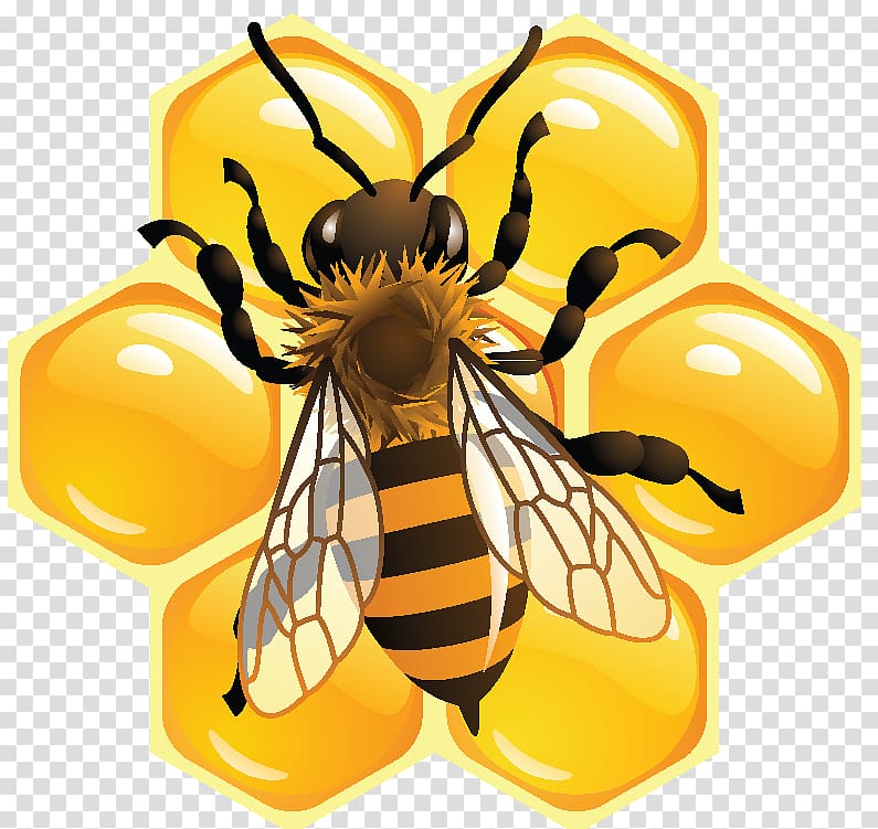 Bee pollen Honeycomb Beekeeping, bee transparent background PNG clipart
