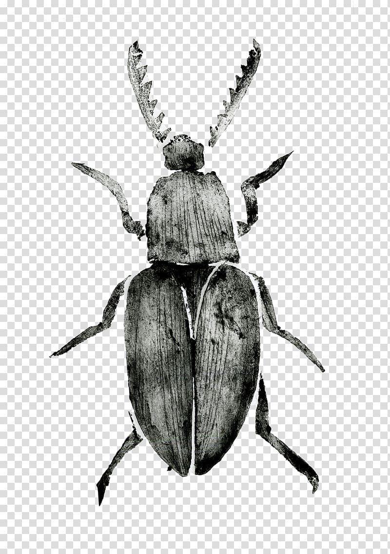 Japanese rhinoceros beetle Dung beetle Weevil Dynastinae, beetle transparent background PNG clipart