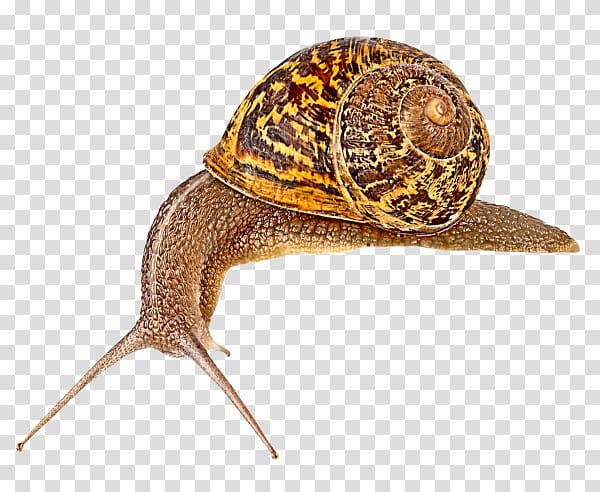 Snail Escargot Slug Orthogastropoda, Snail transparent background PNG clipart