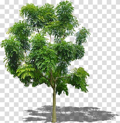sophora japonica tree transparent background PNG clipart