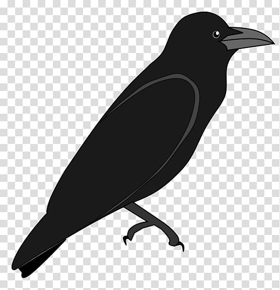 American crow Scalable Graphics New Caledonian crow Rook, transparent background PNG clipart