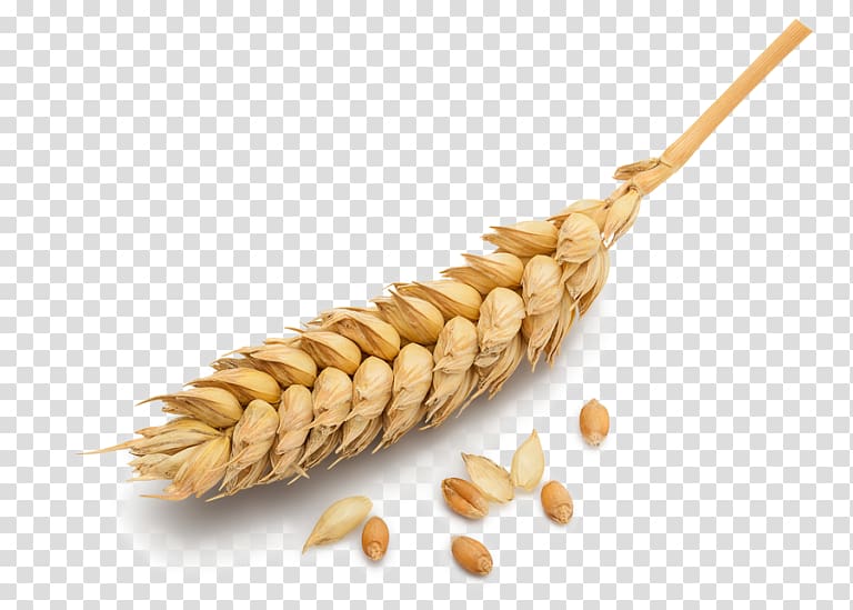 Ear Wheat Barley Cereal, ear transparent background PNG clipart